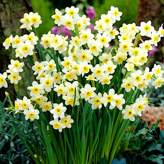 Narzisse - Minnow - Narcissus - Zarte feine Frühlingsfarben - 5 Blumenzwiebeln