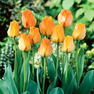 Tulpe - Daydream - Tulipa - Lange Blütezeit, zarte Form - 5 Blumenzwiebeln