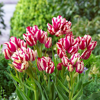 Tulpe - Flaming Club - Tulipa - Schlanke, robuste und widerstandsfähige Stiele - 5 Blumenzwiebeln