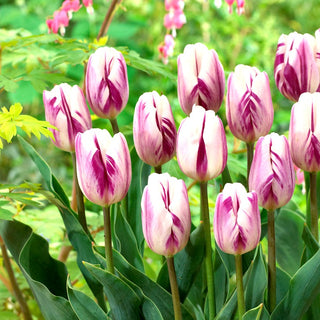 Tulpe - Flaming Flag - Tulipa - Gefranste Blüten im Papageienstil - 5 Blumenzwiebeln