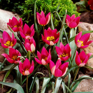 Tulpe - Persian Pearl - Tulipa - Früh mit klassischen Farben - 5 Blumenzwiebeln