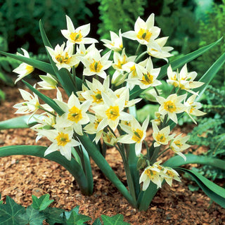 Tulpe - Turkestanica - Tulipa - Perfekte naturalistische Ausstrahlung - 5 Blumenzwiebeln