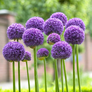 Zierlauch - Gladiator - Allium - Gartendekoration und Schnittblumen