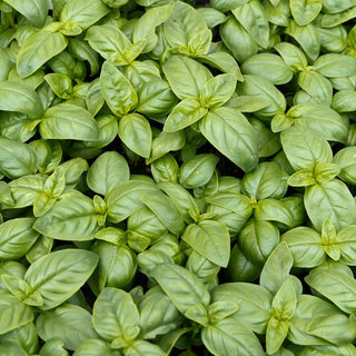 BIO Basilikum Genoveser - Unvergleichliches Aroma, Intensiver Geschmack - Ocimum basilicum - Premium-Saatgut