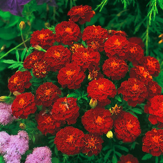 Studentenblume Carmen - Reiche Sommersaatgutmischung - Tagetes patula - 1 kg