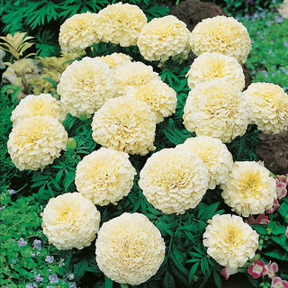 African Marigold Cream - Delicate Flowers, Creamy-White, Full of Beauty - Tagetes erecta - Premium Seeds