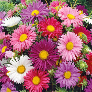 Aster Madeleine Mix - Stunningly Colourful - Callistephus chinensis - Premium Seeds