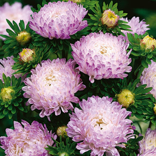 Paeony Aster Rose and White - Blooming Decoration with Fabulous Colours - Callistephus chinensis - Premium Seeds