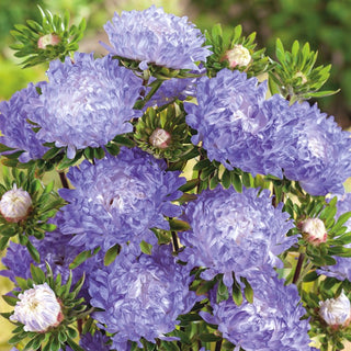 Paeony Aster Blue and White - Unusual Charm of Long-Blooming Flowers - Callistephus chinensis - Premium Seeds