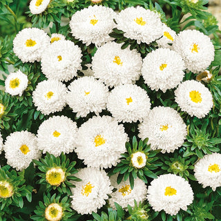 Pompon Aster White - Classic Elegance - Callistephus chinensis - Premium Seeds