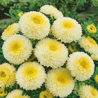 Pompon Aster Yellow - Golden Fountain of Flowers - Callistephus chinensis - Premium Seeds