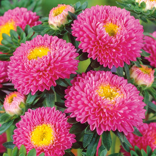Pompon Aster Pink - Subtle Beauty for Summer Borders - Callistephus chinensis - Premium Seeds