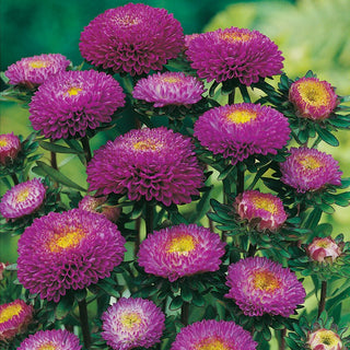 Pompon Aster Purple - Extremely Beautiful and Durable - Callistephus chinensis - Premium Seeds