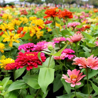 Zwerg Zinnie - Thumbelina - Kompakte Sorte Ideal Für Balkonkästen - Zinnia elegans