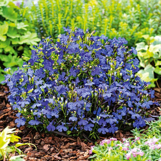 Lobelia Blue - Perfect for Hanging Baskets and Pots, Blooms All Summer - Lobelia erinus - Premium Seeds