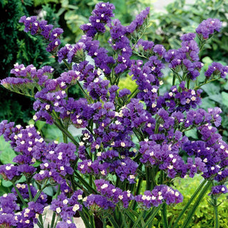Statice Violet - Showy Flower Clusters, Ideal for Borders and Drying, Easy to Grow - Limonium sinuatum - Premium Seeds