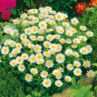 Creeping Daisy White - Blooming White Magic - Chrysanthemum paludosum - Premium Seeds