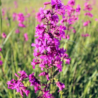 Gewöhnliche Pechnelke - Mischung - Sommerliche Farbenpracht - Lychnis viscaria - Premium-Saatgut