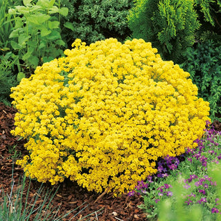 Golden Alyssum - Intensely Lemon-Yellow Flowers, Minimal Requirements - Alyssum saxatile - Premium Seeds