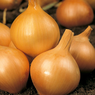 Zwiebel Wolska - Sehr ertragreich, gut lagerfähig bis zum Frühling - Großpackung - 100 g