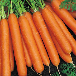Möhre Nantes 3 - Top-Qualität, glatte Wurzeln, toller Geschmack - XXL-Packung - 500 g
