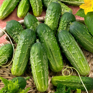 Cucumber Anulka F1 - Delicate Flavour, Easy to Grow, Perfect for Pickling - Premium Seeds