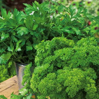 Parsley - Rich in Flavour and Health, a Natural Addition to Dishes - Premium Seeds