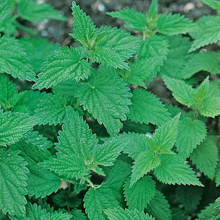 Stinging Nettle - Abundant Harvests, Easy to Grow, Frost Resistance - Urtica dioica - Premium Seeds