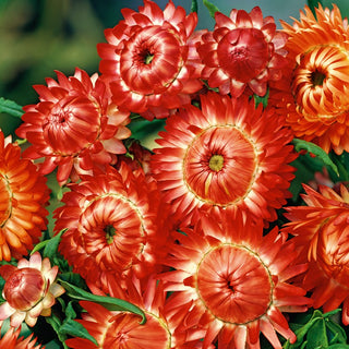 Strawflower Orange - Unmatched Durability and Rich Blooming - Helichrysum bracteatum - Premium Seeds