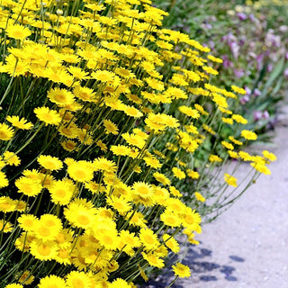 Dyer's Chamomile - Strongly Ground-Covering Perennial, for Dry and Sunny Borders - Anthemis tinctoria - Premium Seeds