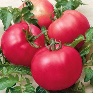 Tomato Maliniak - Juicy Fruits, Easy to Grow, Excellent Fresh and for Preserves - Premium Seeds