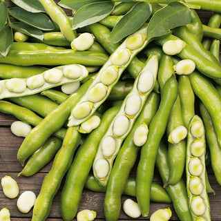 Puffbohnen Dragon - Frühe Ernte Bereits Im Frühsommer - 500 g
