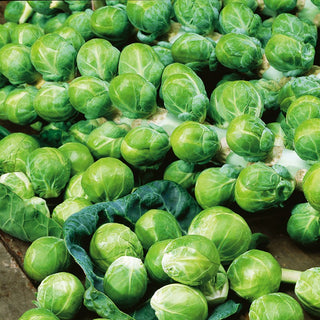 Brussels Sprout Dolores F1 - Drought-Resistant, Excellent for Soups and Salads - Premium Seeds