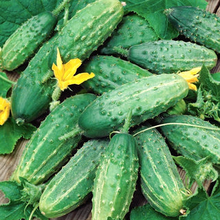 Gurke Soplica F1 - Perfekt Für Salate Und Einlegen - 100 g