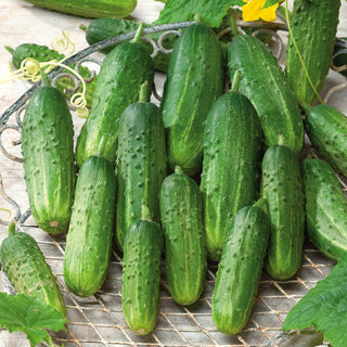 Cucumber Sremianin F1 - Very Early, Abundantly Productive, Disease-Resistant - Premium Seeds