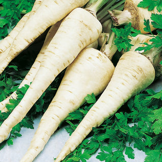 Root Parsley Osborne - Very Productive, Long, Ideal for Storage - Premium Seeds