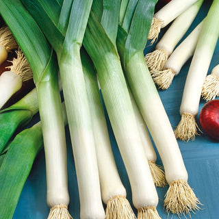 Leek Golem - Unique Flavour, Excellent for Salads and Slaws - Premium Seeds