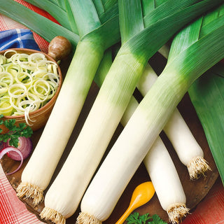 Leek Winner - Exceptional Frost Resistance, Harvest Until April - Premium Seeds