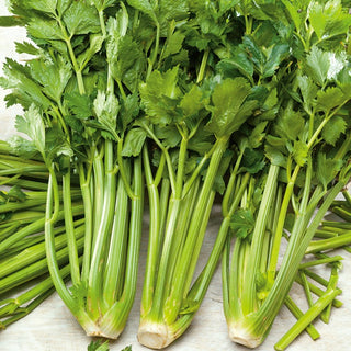Celery Verde Pascal - Distinctive Flavour and High Disease Resistance - Premium Seeds