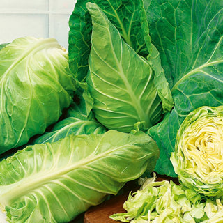 White Cabbage Express - Queen of Early Harvests with an Instant Explosion of Flavour - Brassica oleracea var. capitata f. alba - Premium Seeds