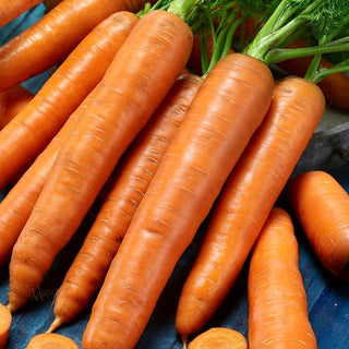 Möhre Karotina - Extra süß, eine wahre Vitaminbombe - Großpackung - 50 g
