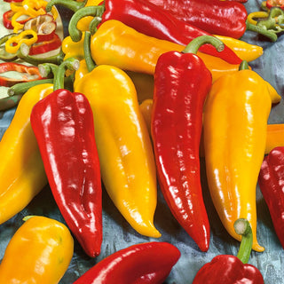 Sweet Pepper Corno di Toro Rosso and Giallo - Productive with Exceptional Taste - Premium Seeds