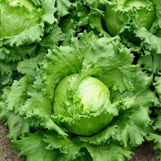 Lettuce Traper - Mid-Early, Robust, High-Yielding - Premium Seeds