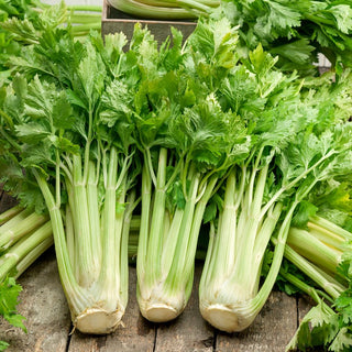 Celery Zefir - Early Harvest, Easy to Grow, Intense Aroma - Premium Seeds
