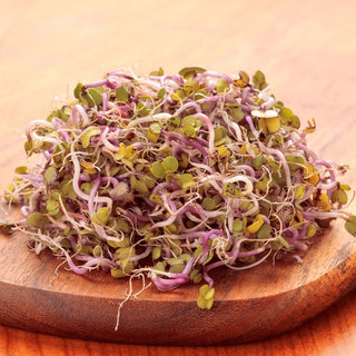 BIO Keimsprossen - Radieschen China Rose - Rosa Sprossen Mit Würzigem Geschmack