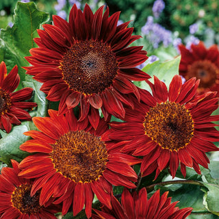Sonnenblume Red Sun - Einzigartige Und Spektakuläre Sorte - Helianthus annuus - XXL-Packung - 100 g