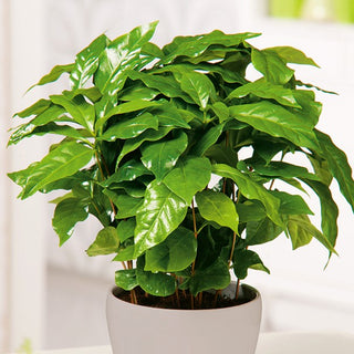 Arabica Coffee - Delightful Decoration and Source of Fresh Coffee Beans - Coffea arabica - Premium Seeds
