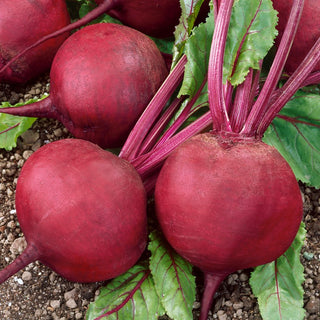 Rote Rübe Jawor - Von Gärtnern Geschätzte Qualität - 100 g