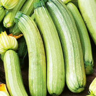 Zucchini - Bianca di Trieste - Schnell wachsend, hellgrün und sehr lecker - Großpackung - 100 g