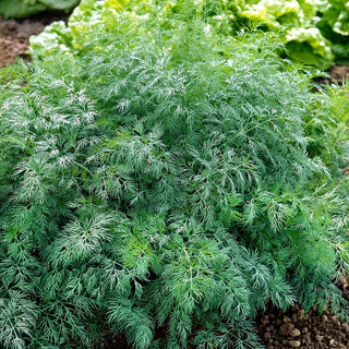 Dill Monarch - Wächst nach dem Schnitt nach, frischer Geschmack die ganze Saison - Großpackung - 100 g